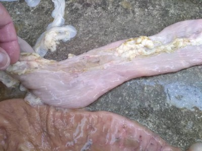 WhatsApp Image 2020-11-15 at 19.11.03.jpeg