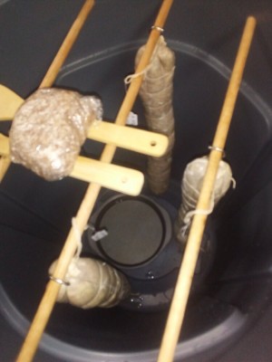 Vicentina ferment.jpg